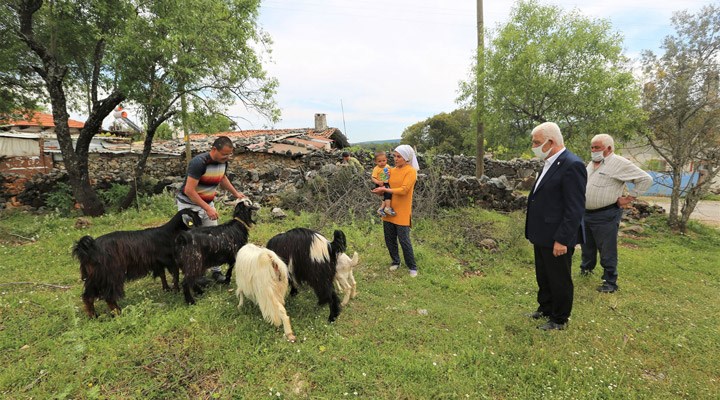 Muğla Büyükşehir Belediyesi üç ilçede kıl keçisi dağıtacak