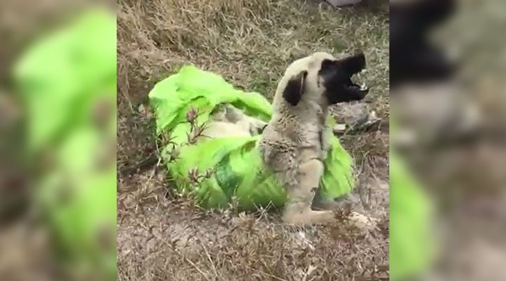 Çuvala koyularak ölüme terk edilen köpek kurtarıldı