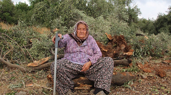 50 yıllık ağaçlar katledildi
