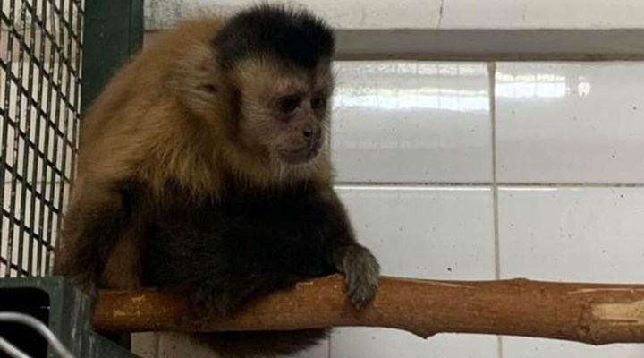 Hayvanat bahçesinden kaçmaya çalışan maymun elektrik akımına kapıldı