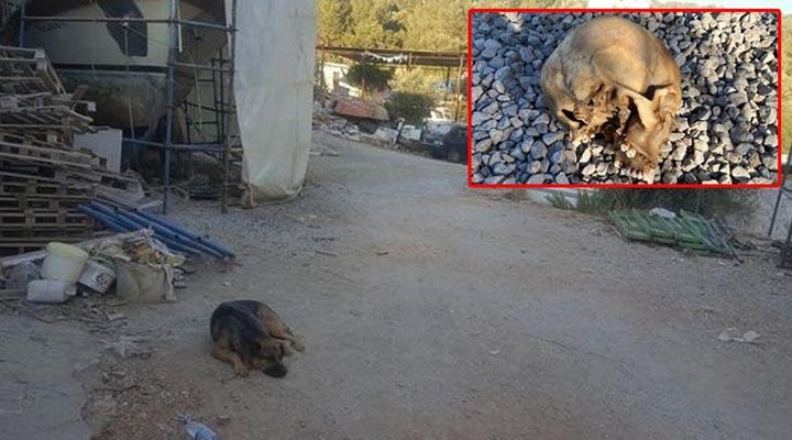 Bodrum'da köpeğin bulduğu kafatası: 4 gözaltı