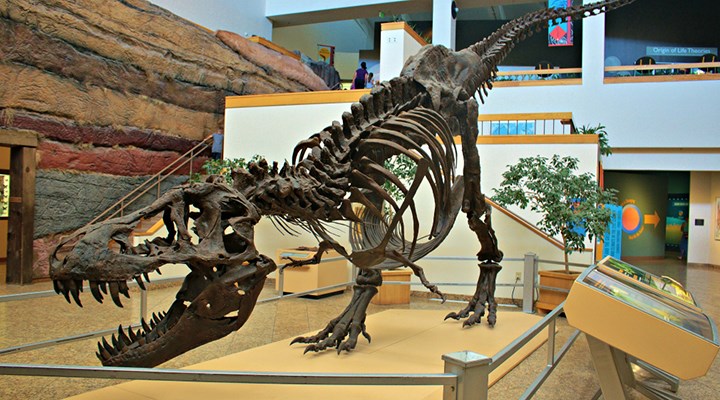 67 milyon yıllık dinozor iskeleti 27,5 milyon dolara satıldı