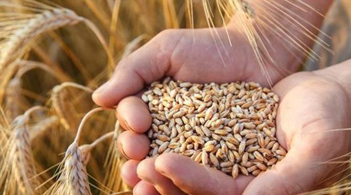 ABB'den çiftçiye destek: 250 bin dönümde buğday üretilecek