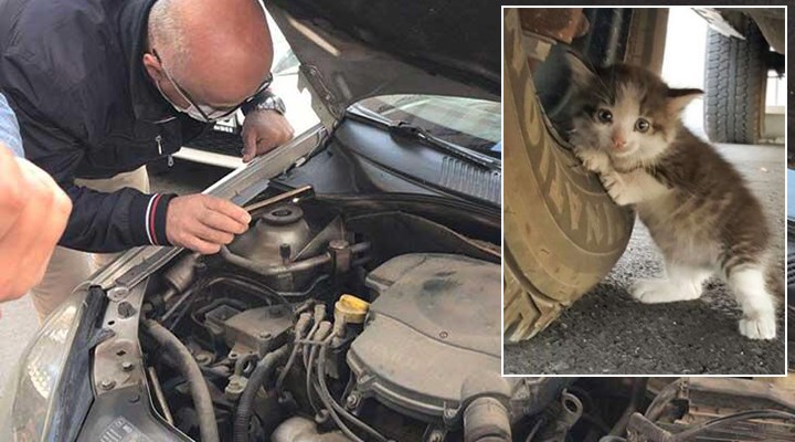 Yavru kediyi motordan çıkarmak için köpek sesi dinlettiler: Başka aracın motoruna kaçtı