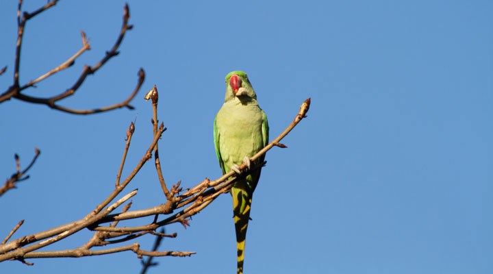 İstanbul'da istilacı yeşil papağan uyarısı: Sayıları 5-6 bini geçti, kent faunası bozulabilir