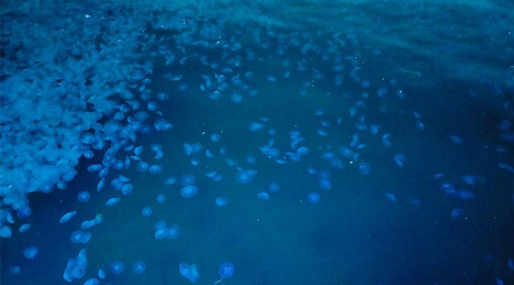 Marmara Denizi denizanası doldu