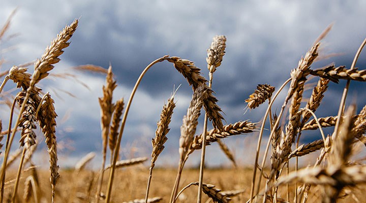 Buğday ithalatı makarna ihracatı için mi yapılıyor?