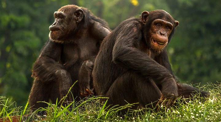 Şempanzeler yaşlandıkça daha az ama daha anlamlı dostlukları tercih ediyor