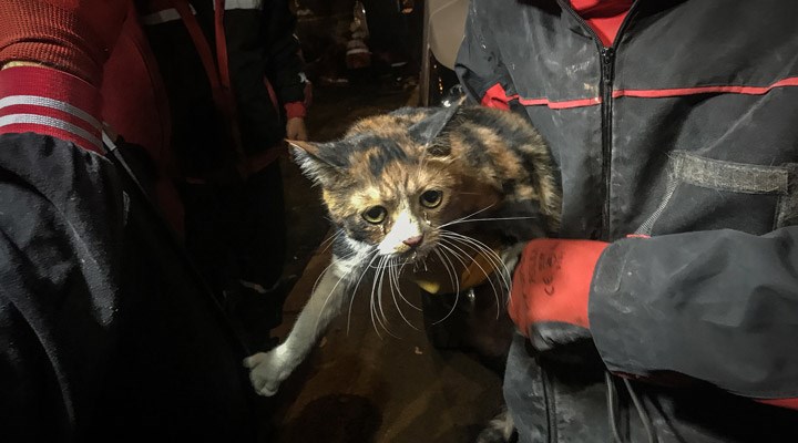 İzmir'deki depremde bir köpek, 30 saat enkazda kalan kediyi kurtardı