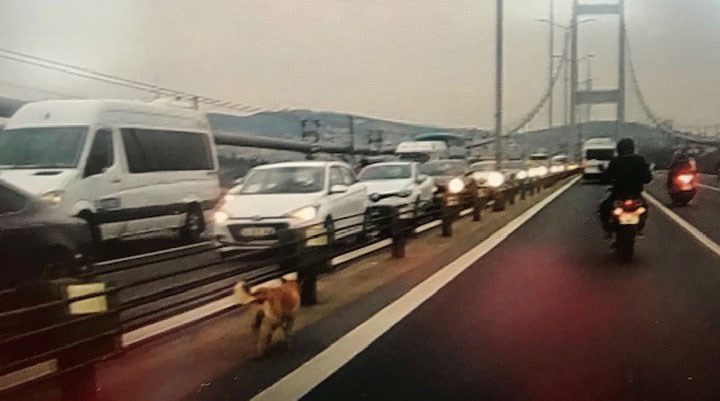 Köprüye giren köpek, motorcuların desteğiyle karşıya geçmeyi başardı