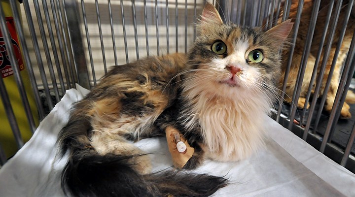 Rıza Bey Apartmanı'nın enkazından çıkarılan kediler tedaviye alındı