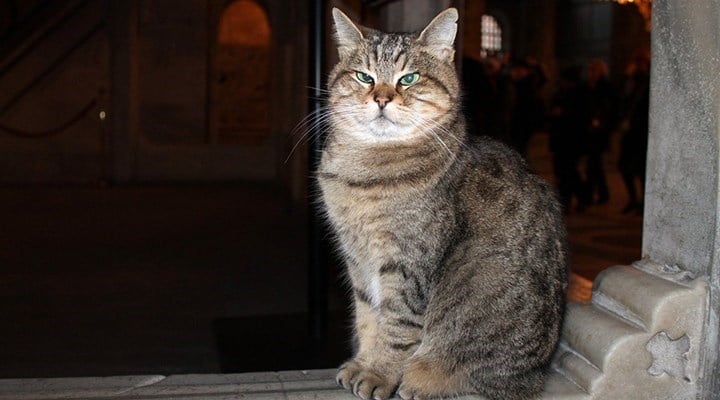 Ayasofya'nın sembol kedisi Gli yaşamını yitirdi