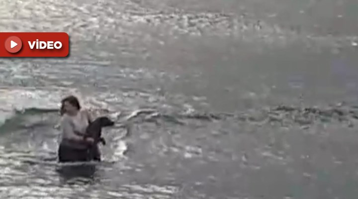 Kocaeli'nde boğulma tehlikesi geçiren köpeği denize kıyafetleriyle giren  veteriner kurtardı