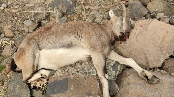 Dersim'de avcılar, koruma altındaki yaban keçisini öldürdü