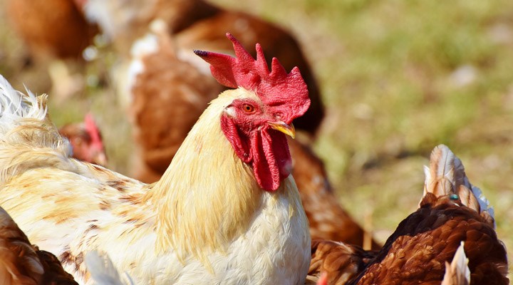 Güney Kore’de kuş gribi nedeniyle 390 binden fazla tavuk ve ördek öldürüldü