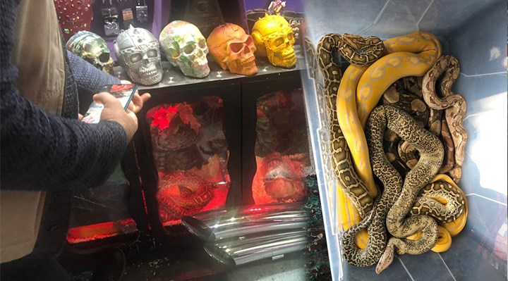 İstanbul'da 15 boa ve piton yılanı ile 1 sakallı ejder bulundu