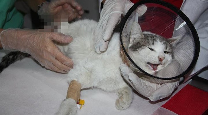 Diyarbakır’da patileri kesilen kedi kurtarılamadı!