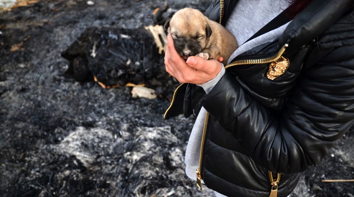 Konya’da 9 yavru köpek yakılarak katledildi!