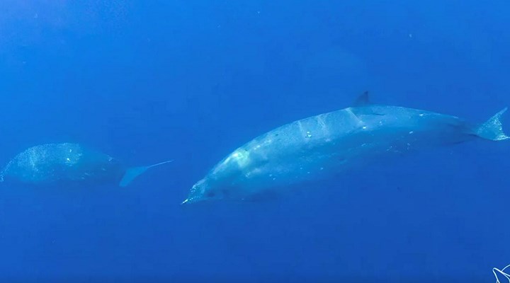 Meksika'da '3 gagalı' yeni bir balina türü tespit edildi