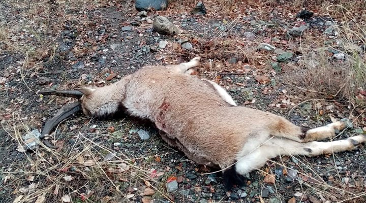 Pülümür'de dağ keçisini öldüren 3 kişiye 83 bin 331 TL ceza