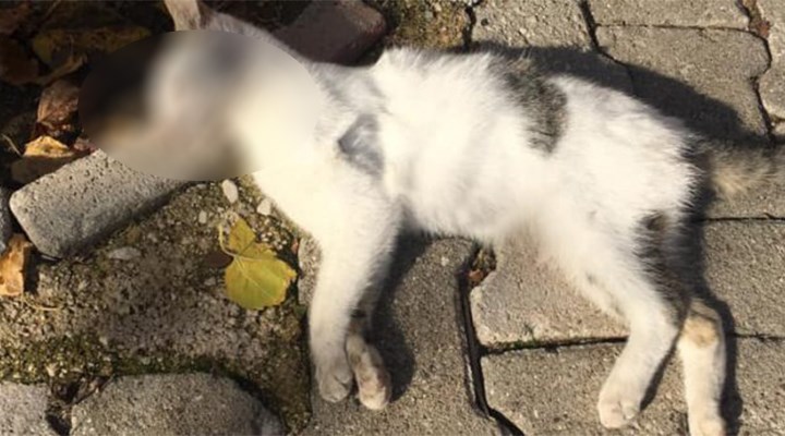 Kemer'de 17 kedi zehirli salamla öldürüldü