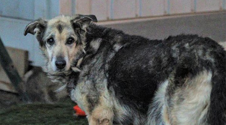 Ankara'da tiner dökülerek yakılan ve bıçaklanan sokak köpeği yaşama tutundu