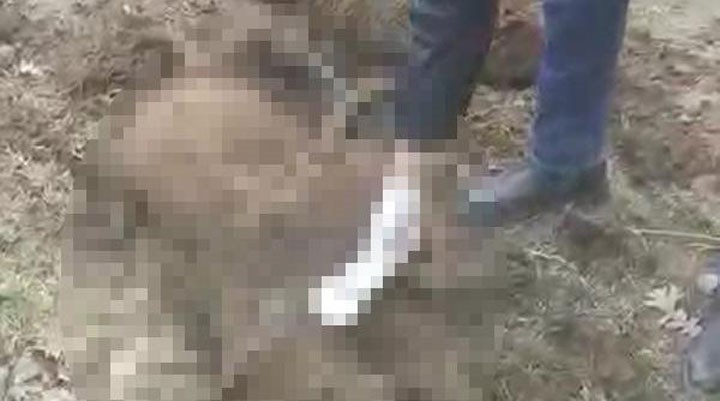 Bursa'da ormanlık alanda 20'den fazla köpek, ölü olarak bulundu