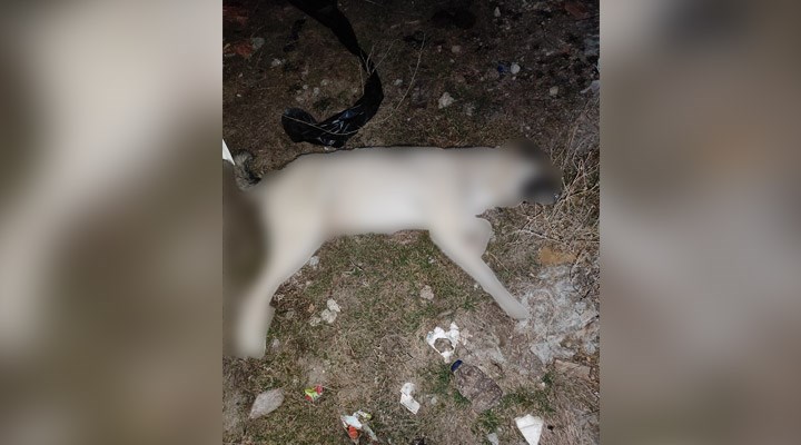 AKP’li belediye köpekleri katletti