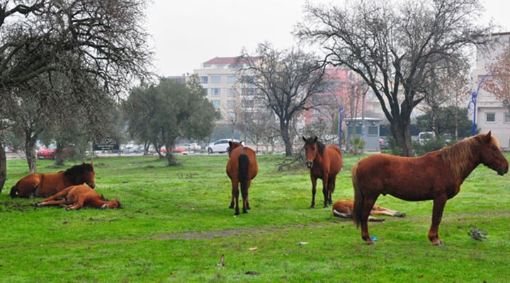 Manisa’da aç kalan yılkı atları şehir merkezine indi