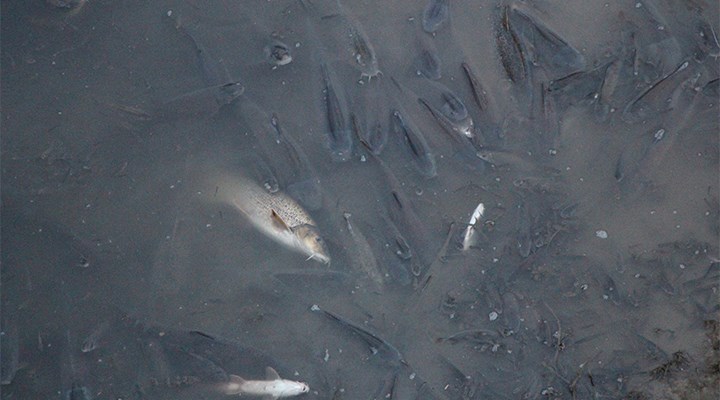 Yeşilırmak'ta balıklar kuraklık nedeniyle ölüyor