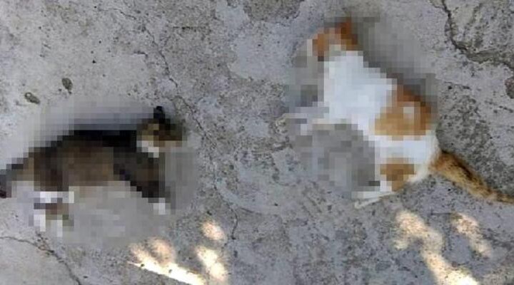 Mersin'de yılbaşından bu yana zehirle öldürülmüş 15 kedi bulundu