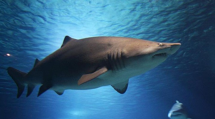 Zamanının en büyüklerinden biri: Almanya'da 150 milyon yıllık köpek balığı fosili keşfedildi