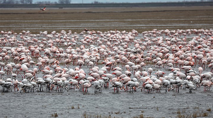 Gala Gölü'ne bu yıl flamingolar da geldi