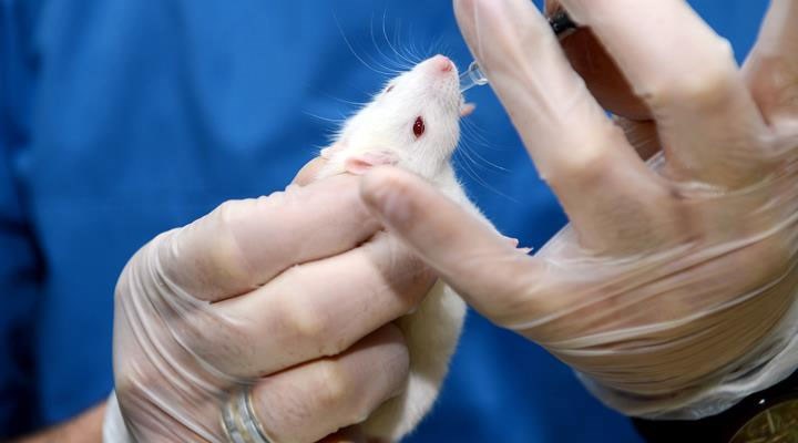 Almanya'da bilim insanları felçli fareyi yeniden yürüttü