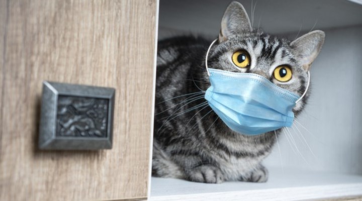 Güney Kore'de ilk kez bir kedi koronavirüse yakalandı