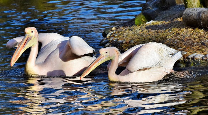 Senegal'de ölü bulunan 750 pelikanın H5N1 kuş gribi testi pozitif çıktı