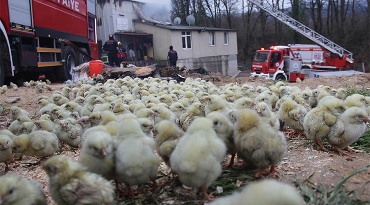 Tavuk çiftliğinde yangın: Binlerce civciv öldü