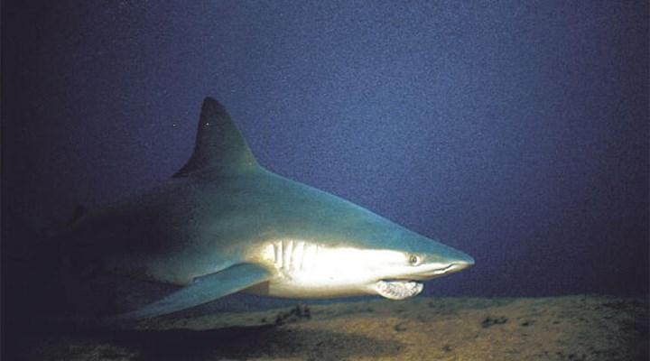 Kum köpek balığının Türkiye'deki ikinci üreme alanı bulundu