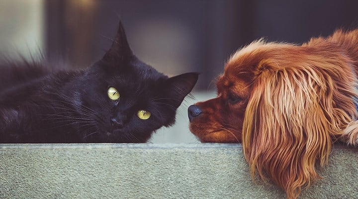 Sahipli kedi, köpek ve gelinciklerin kimliklendirilmesi zorunlu oluyor