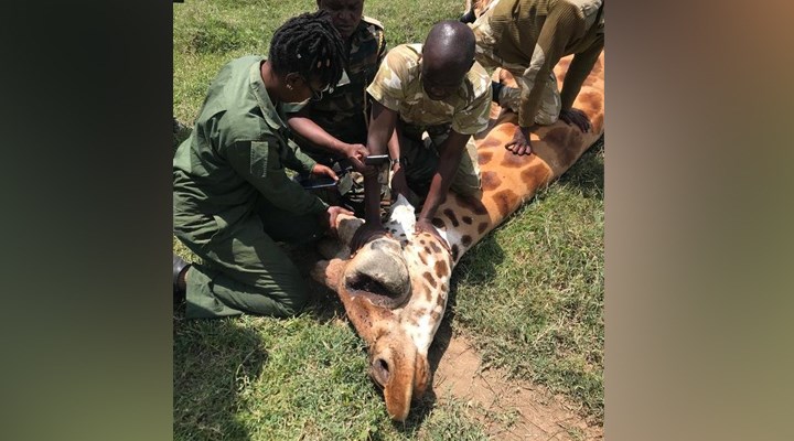 Kenya'da nesli tükenmekte olan 3 Rothschild zürafası elektrik tellerine takılarak öldü