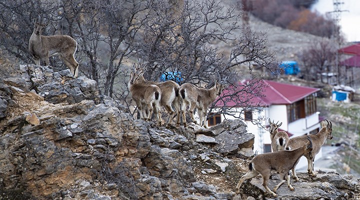 Mazgirt'te aç kalan yaban keçileri sürü halinde köye indi