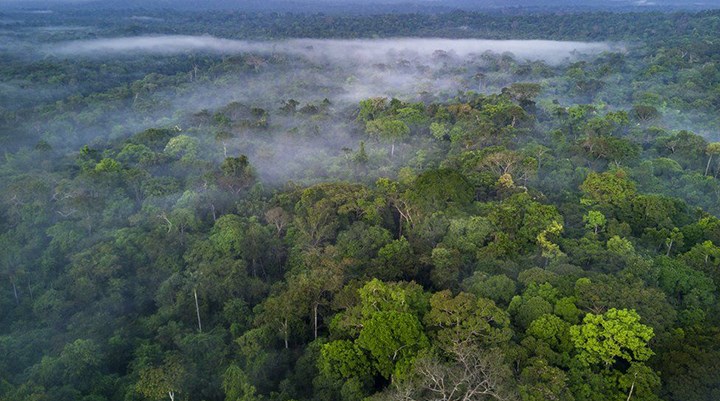 Amazon ormanlarının Facebook'tan yasadışı bir şekilde satıldığı ortaya çıktı