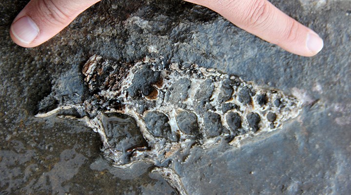 Adıyaman'da 70 milyon yıllık hayvan fosili bulundu