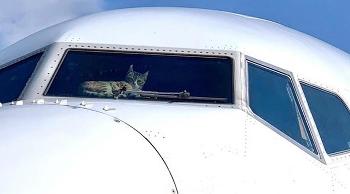 Kokpite girip pilotlara saldıran kedi, uçağa acil iniş yaptırdı