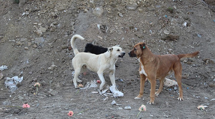 Ankara Barosu'ndan Gölbaşı’ndaki köpek katliamı için suç duyurusu