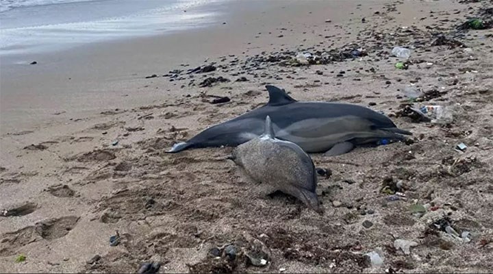 Riva'da iki ölü yunus balığı sahile vurdu