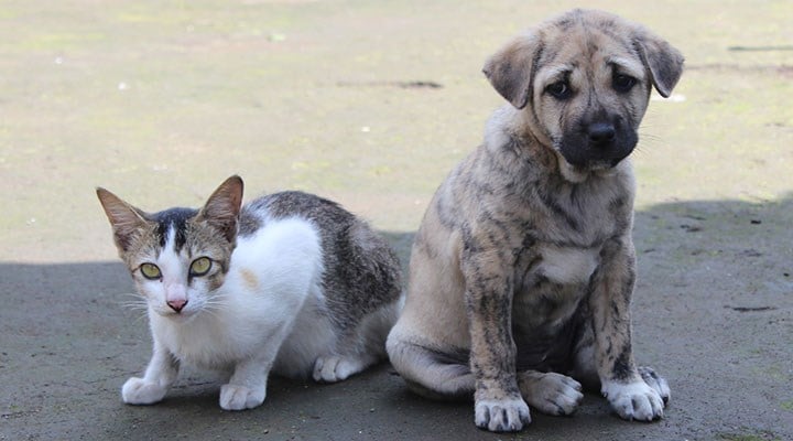 Sahipli kedi, köpek ve gelincikler için pasaport zorunluluğu getirildi