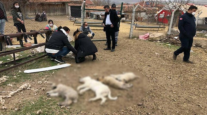 Ankara'da zehirlenen 8 köpekten 4'ü öldü: 1 kişi gözaltında