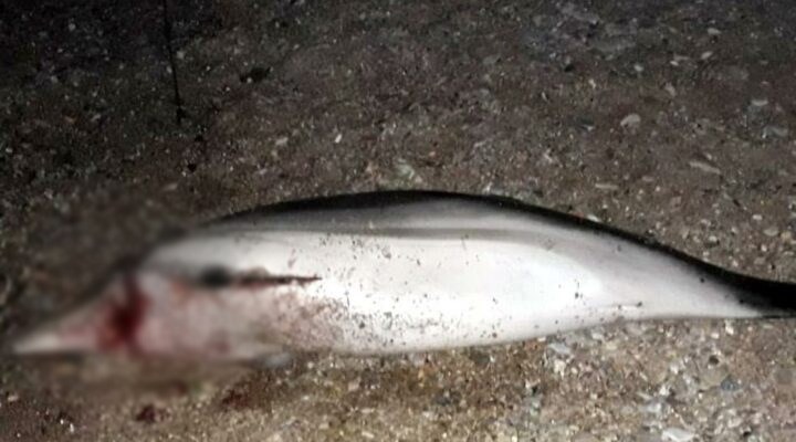 Bodrum'da yunus balığı silahla başından vurulmuş halde bulundu