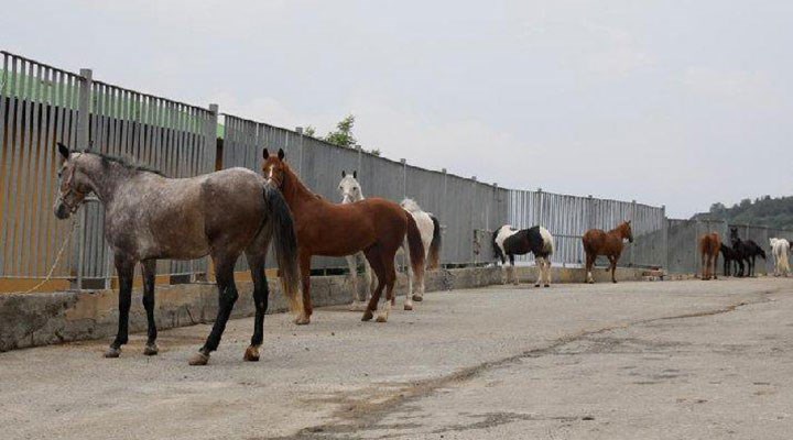 'Kayıp atlar' olayında yeni iddia: Ülkü Ocakları'na verildi